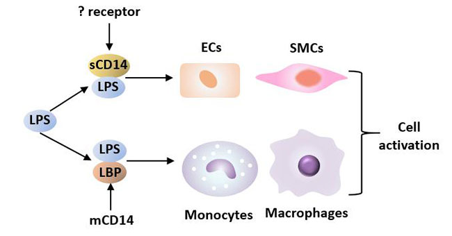 LPS與LBP、CD14相互作用誘導(dǎo)細(xì)胞活化