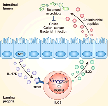 腸上皮細(xì)胞衍生的IL-17D通過與受體CD93結(jié)合，成為調(diào)節(jié)ILC3s功能和腸道穩(wěn)態(tài)的關(guān)鍵因子
