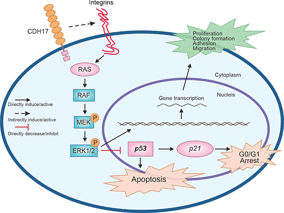 CDH17介導(dǎo)Ras/Raf/MEK/ERK信號(hào)通路