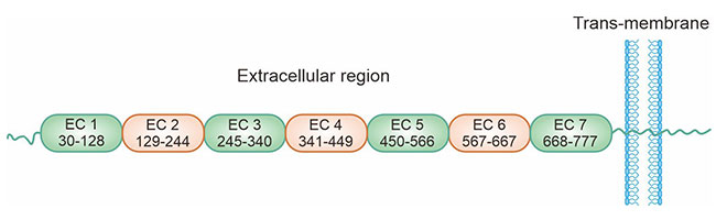 CDH17的結(jié)構(gòu)