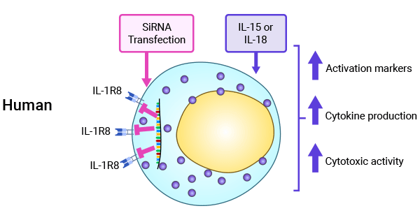 SIGIRR(IL-1R8)在調(diào)控NK細胞功能中的重要性