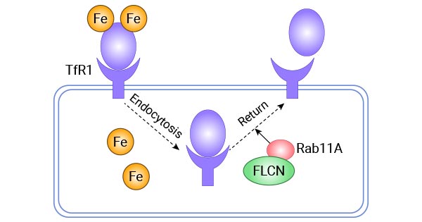 FLCN通過(guò)Rab11A調(diào)控Tf-TFR1蛋白的回收運(yùn)輸