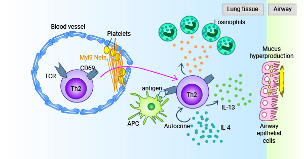 MYL9-CD69系統(tǒng)參與調(diào)節(jié)免疫應答