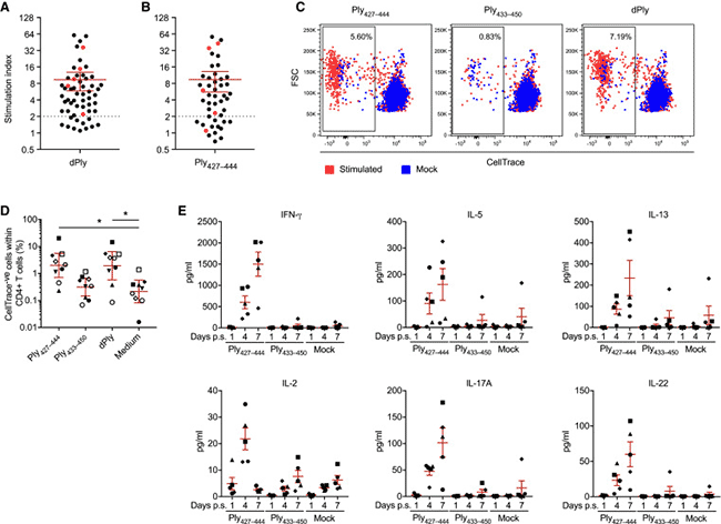 Ply427-444是一種免疫顯性表位，可誘導CD4+T細胞增殖和細胞因子產生