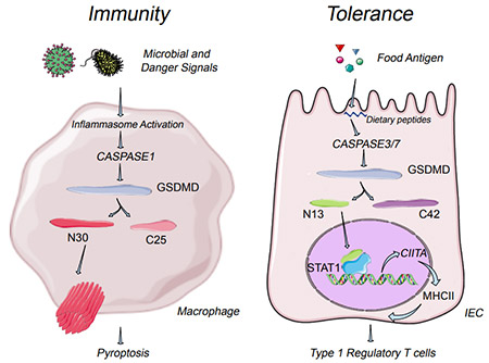 GSDMD分子在不同的細胞中呈現(xiàn)雙重免疫特性：對抗病原體，在細胞膜上形成孔穴，參與免疫激活；對食物抗原，進入細胞核，參與轉(zhuǎn)錄，從而誘導(dǎo)免疫耐受