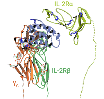 IL-2與IL-2α、β和γ鏈?zhǔn)荏w復(fù)合物結(jié)構(gòu)示意圖