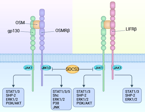 OSM通過兩種類型的受體傳導信號：I型受體（gp130/LIFRb）和II型受體（gp130/OSMRb）復合物