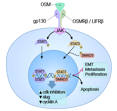 OSM受體的結合激活JAK3/STAT1途徑，并對癌細胞施加細胞毒作用