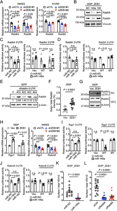 ZEB1通過(guò)miR-148a激活胞外性Rab