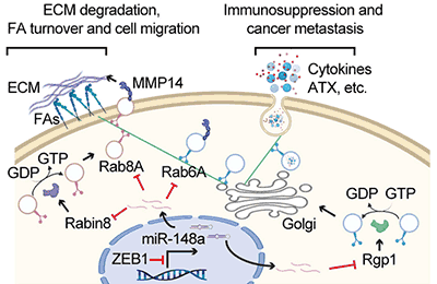 實(shí)驗(yàn)?zāi)P褪疽鈭D