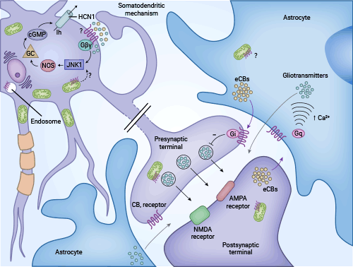 CNR1抑制G蛋白偶聯(lián)受體信號機(jī)制