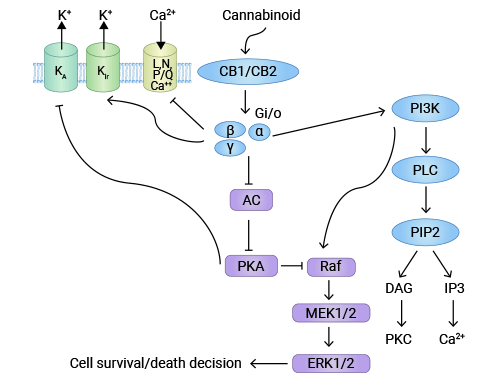 CNR1協(xié)同大麻素系統(tǒng)的抗腫瘤機(jī)制