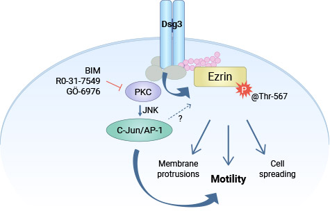 DSG3通過PKC/AP-1調(diào)控Ezrin的磷酸化，促進腫瘤細胞的浸潤