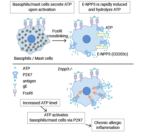 ENPP3抑制依賴于ATP的過敏性炎癥