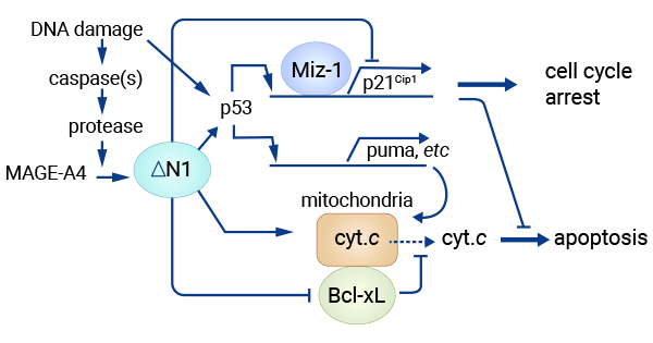 MAGE-A4和Miz-1部分結(jié)合可誘導(dǎo)P53-依賴(lài)和P53-非依賴(lài)的獨(dú)立機(jī)制