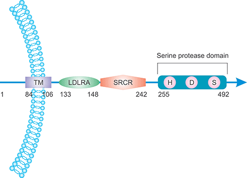TMPRSS2蛋白的定位和結(jié)構(gòu)
