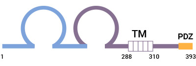 CRTAM的結(jié)構(gòu)