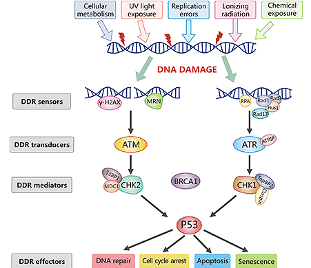 DNA損傷應(yīng)答信號(hào)通路