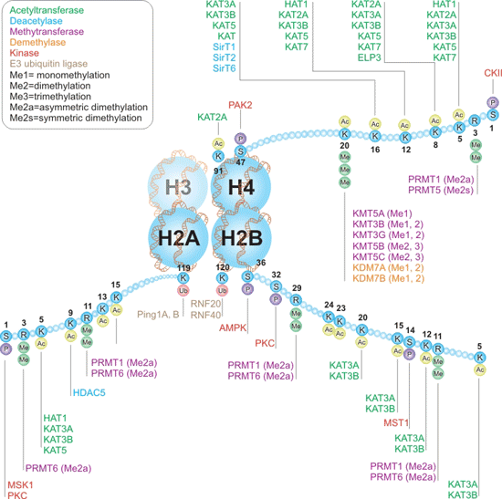 組蛋白H2A、H2B和H4的書寫者和擦除者互動途徑