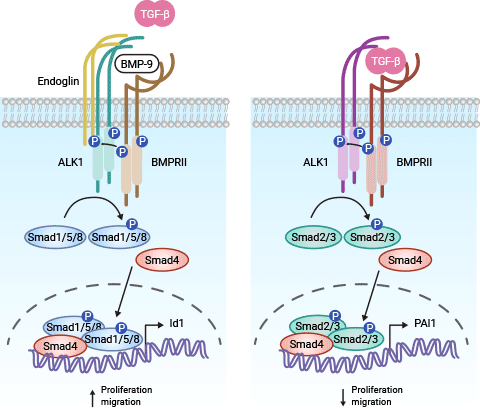 ACVRL1相關(guān)的信號(hào)通路