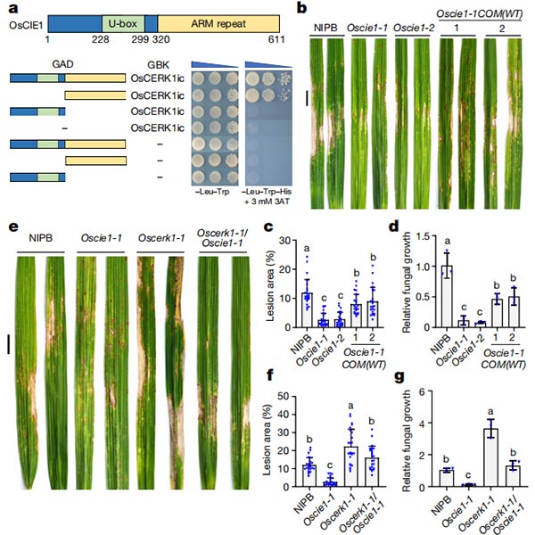 OsCIE1與OsCERK1相互作用，負(fù)調(diào)控OsCERK1介導(dǎo)的免疫