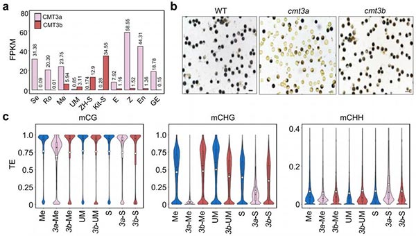 cmt3a和cmt3b突變影響小孢子母細(xì)胞（Me）、小孢子（UM）和精細(xì)胞（S）中DNA甲基化水平