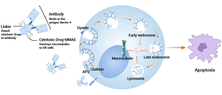 靶向Nectin-4的藥物抑制腫瘤細(xì)胞的過程