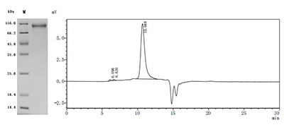 CSB-MP005055RA1 SDS-PAGE