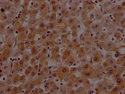 CSB-RA912740A0HU IHC