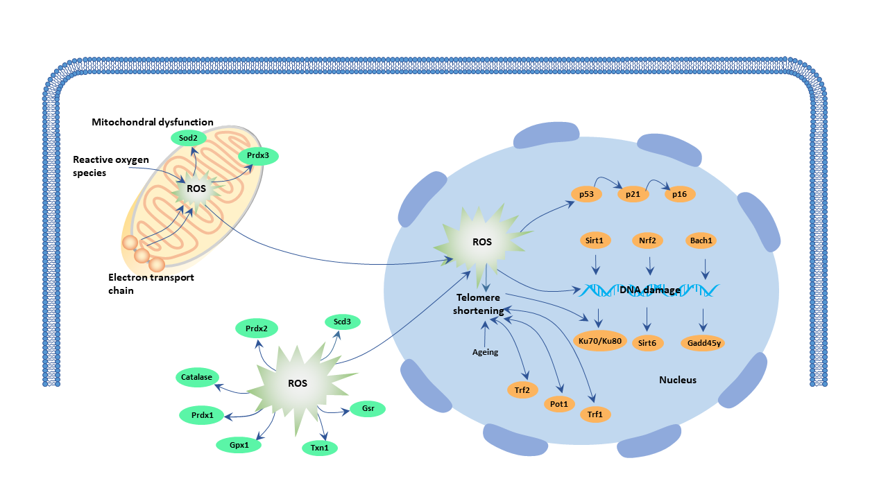 Cell ageing and metabolism