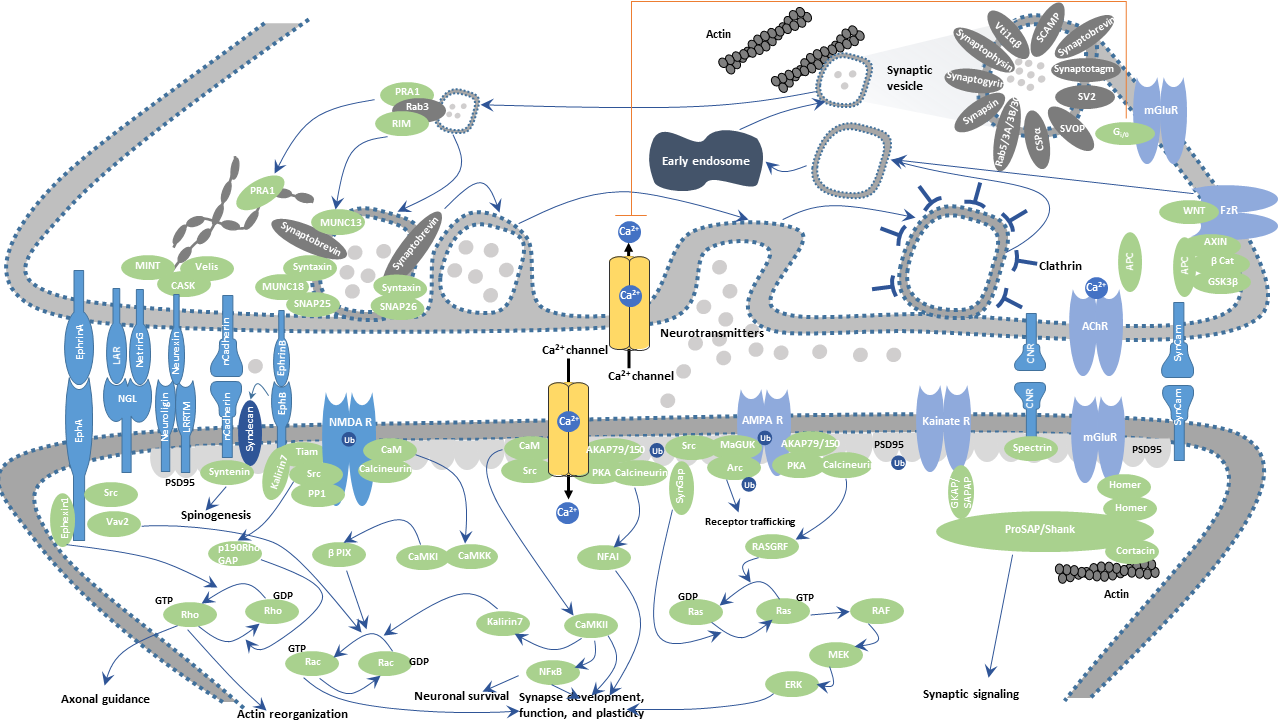 Excitatory synapse pathway