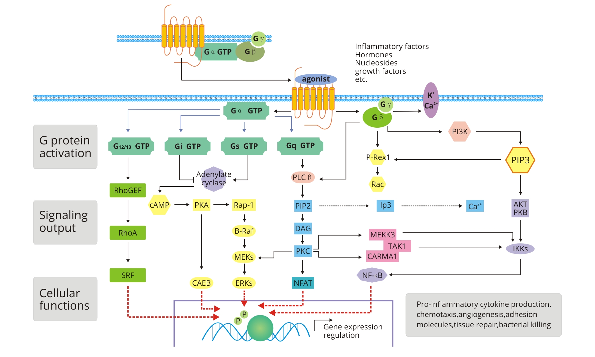 G protein coupled receptor signaling pathway