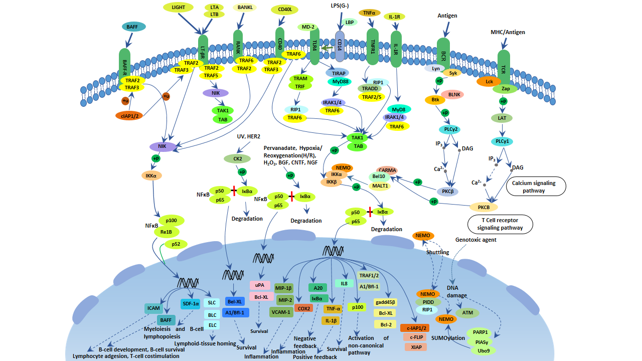 NF-kappa B signaling pathway