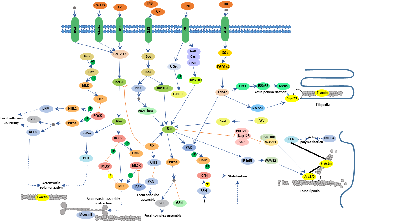 Regulation of actin cytoskeleton