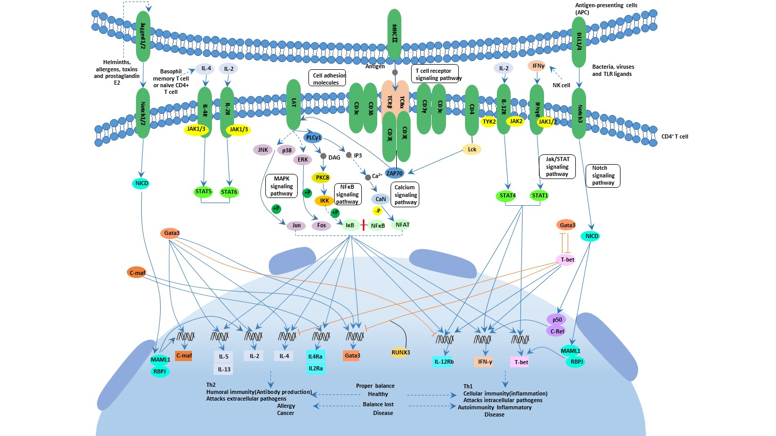 Th1 and Th2 cell differentiation