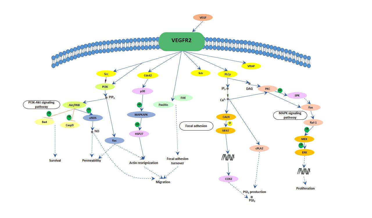 VEGF signaling pathway