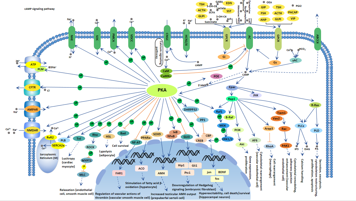 cAMP signaling pathway