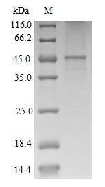 High Purity Validated by SDS-PAGE