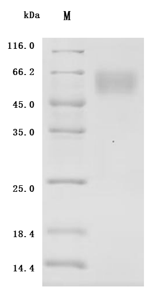 CSB-MP004957HU1p6 SDS