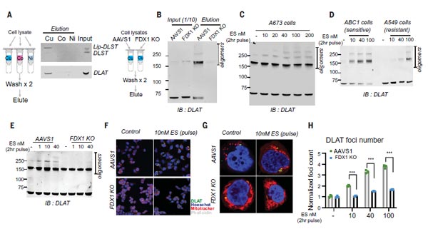 銅直接結(jié)合硫辛?；疍LAT并誘導(dǎo)其寡聚化