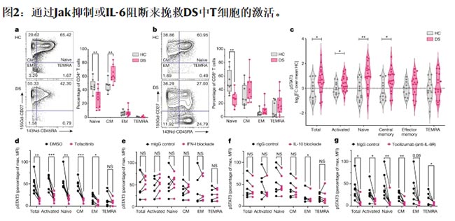 通過Jak抑制或IL-6阻斷來挽救DS中T細(xì)胞的激活