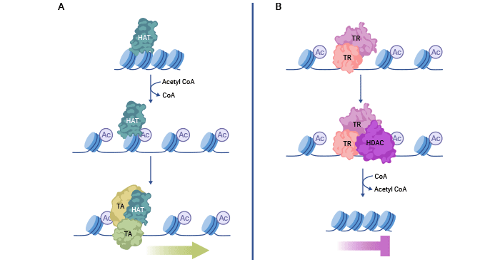 組蛋白乙酰化與去乙?；瘷C(jī)制