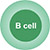 B cell