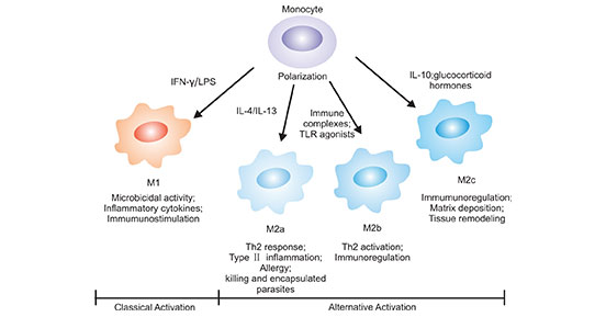 單核細(xì)胞可以分化為不同表型的巨噬細(xì)胞
