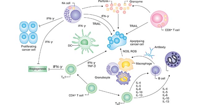 細胞因子對多種類型的免疫細胞產(chǎn)生刺激和抑制信號
