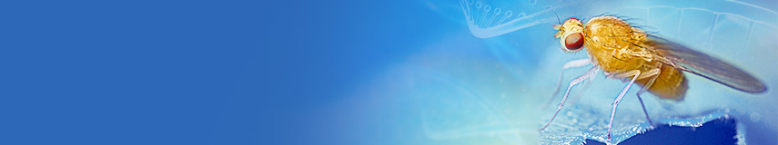 果蠅研究相關(guān)