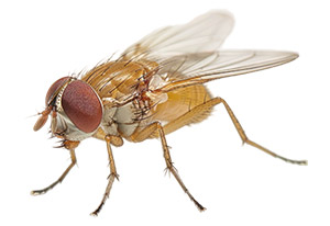 果蠅