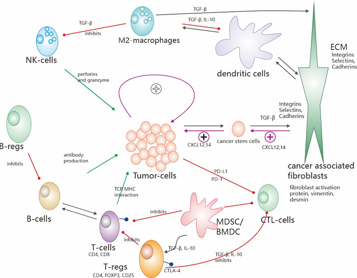 腫瘤微環(huán)境(TME)最重要的機制和相互作用示意圖概述