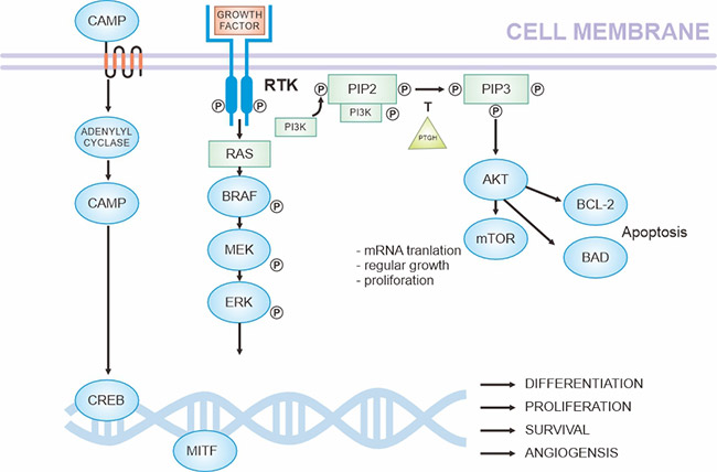 黑色素瘤發(fā)病的關鍵通路(基于現(xiàn)有知識)