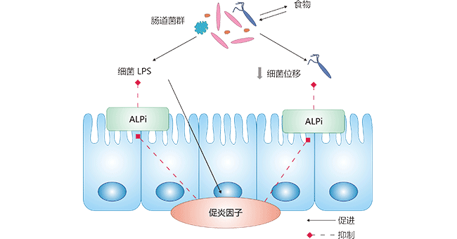 刷狀緣ALPi對(duì)腸道菌群和LPS誘導(dǎo)的炎癥的釋放的作用機(jī)制